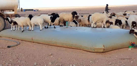 cattle-drinking-pond-water.jpg